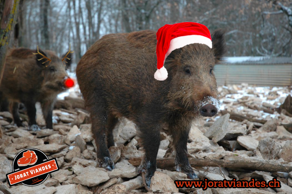 Sangliers de Noël
